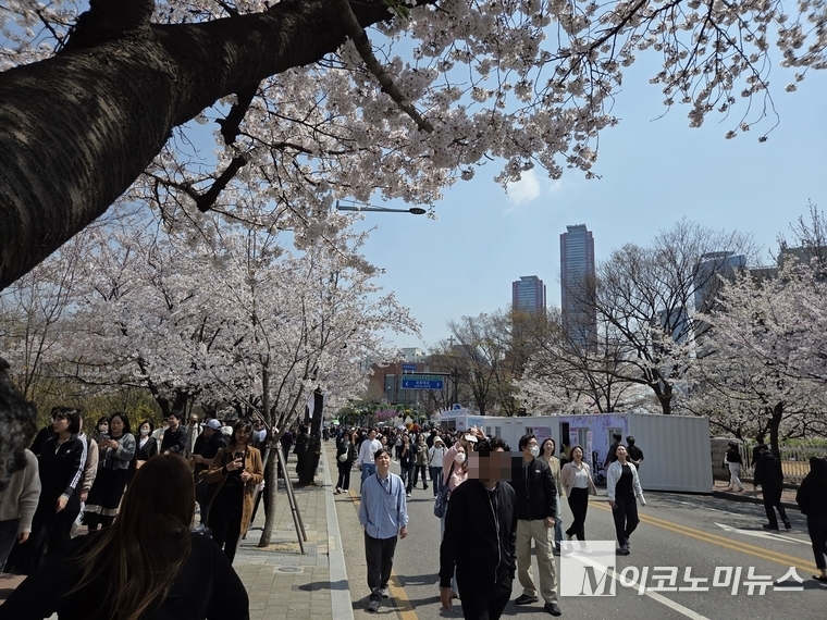 10일 벚꽃이 만개한 여의도 윤중로. 사진=김소영 기자