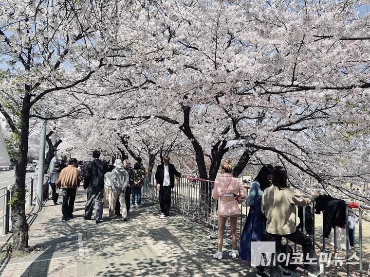 11일 여의도 한강공원에서 만개한 벚꽃 추억을 남기는 직장인들,. 사진=심승수 기자
