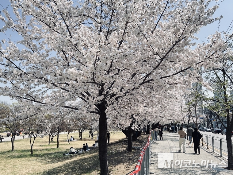 11일 여의도 한강공원에서 만개한 벚꽃을 벗 삼아 나들이를 즐기는 시민들,. 사진=심승수 기자