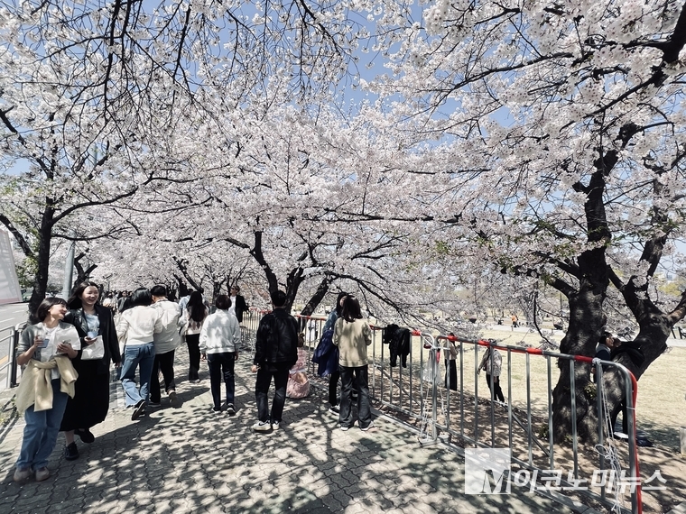11일 여의도 한강공원에서 만개한 벚꽃을 벗 삼아 나들이를 즐기는 시민들,. 사진=심승수 기자