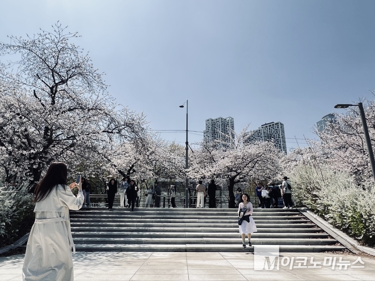 11일 여의도 한강공원에서 만개한 벚꽃 추억을 남기는 직장인들,. 사진=심승수 기자