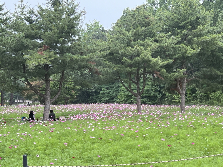 탑동시민농장에 조성한 코스모스 꽃밭 전경 <수원시농업기술센터 제공>