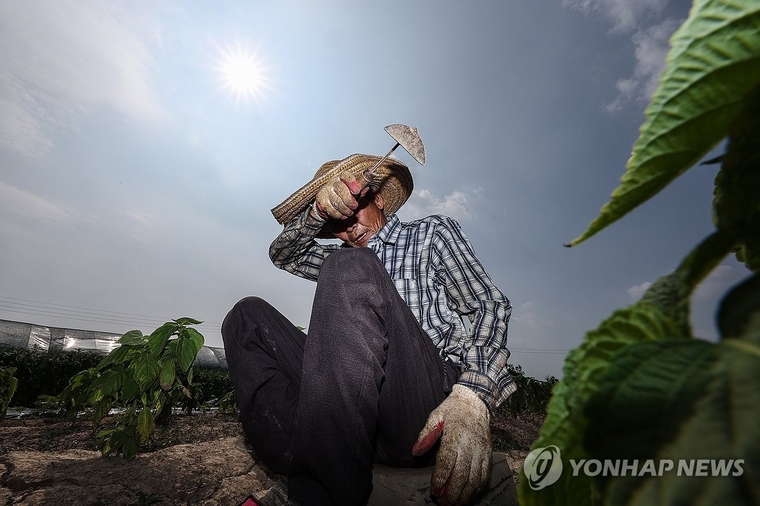 폭염이 계속된 8일 경북 고령군 다산면 한 밭에서 농민이 잡초 뽑는 작업을 하다 땀을 닦아내고 있다. 사진=연합뉴스