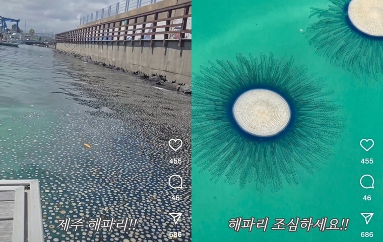 제주도 인근 해역에 해파리 떼가 출몰하고 있다. 사진=시민 인스타그램 캡쳐