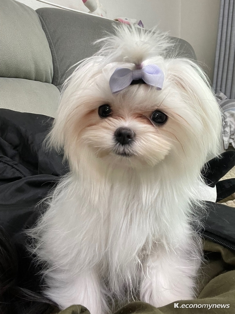 긴급구조 당시 김동연 경기도지사가 직접 이름을 지어준 생후 3주 된 어린 강아지 ‘동주’는 도내 한 가정에 입양돼 건강하게 지내고 있는 것으로 알려졌다. 동주는 김동연 지사의 이름 ‘동’과 생후 3주의 ‘주’를 합쳐 만든 이름이다.