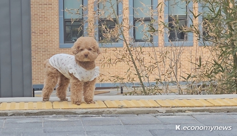 경기도 반려마루를 찾아 시설을 둘러보는 내내 마치 안내를 하듯 앞장서 걸었던 '라면'이. <강소하 기자>