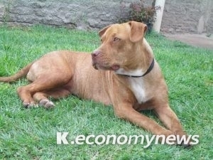 핏불테리어 <경기도청 제공>