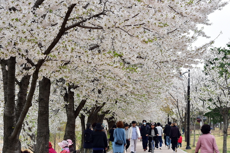 벚꽃이 만개한 만석공원 둘레길 <수원시 장안구 제공>