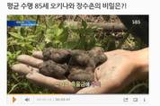 건강의 신약초로 불리는 흑(흙)울금