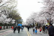 미리 다녀 온 여의도 봄꽃축제