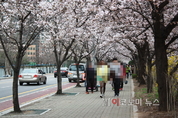 서울 여의도 벚꽃축제 즐기러 온 사람들로 '북적'
