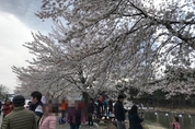 [전국은 지금, 속초·설악] 늦은 꽃샘추위 속 벚꽃의 향연