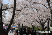 [M포토] 윤중로에 전해진 봄 소식···만개한 벚꽃