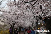 절정 이른 서울 벚꽃···오전부터 붐비는 여의도 윤중로