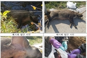 야생 멧돼지서 ASF 바이러스 발견…정부 방역망 뚫리나
