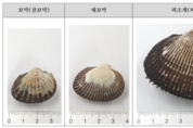 겨울철 별미 '꼬막', 잘 고르는 방법은?
