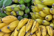 덜 익은 녹색 바나나와 잘 익은 바나나, 어느 쪽이 몸에 좋을까?