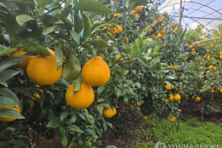 미국산 만다린 무관세 임박...제주 감귤농가, 보호조치 촉구 성명