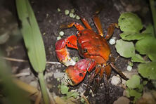 기후에너지부, 1월 멸종위기 야생생물로 ‘붉은발말똥게’ 선정