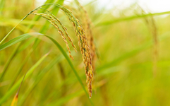 [기후] ‘좋은 쌀을 위한 모임’을 위하여