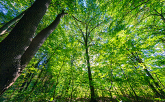 남북 산림협력, 생태계 회복 넘어 기후변화 대응이 핵심
