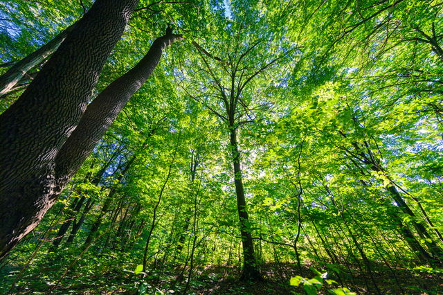남북 산림협력, 생태계 회복 넘어 기후변화 대응이 핵심