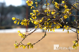「M포토」 만개하기 시작한 개나리