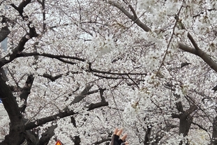 [M포토] "여의도에 봄나들이 왔어요"