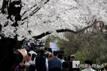 「M포토」 ‘여의도 봄꽃축제’ 시작일인 3일 여의서로엔 시민들로 가득