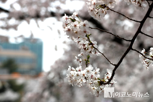 「M포토」 여의서로 벚꽃길엔 ‘벚꽃 만발’