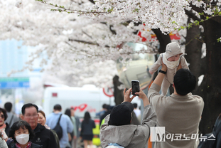 「M포토」 ‘벚꽃 만발’...사진은 이렇게~