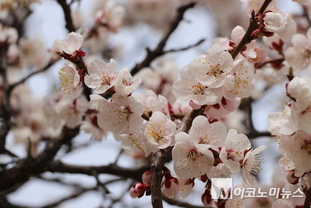 [M포토] 서울의 봄을 한 눈에···"서울 여의도 화사한 벚꽃"